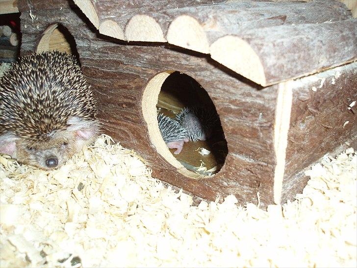 Egyptiske Langørede Pindsvin billede 8