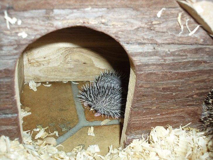 Egyptiske Langørede Pindsvin billede 9