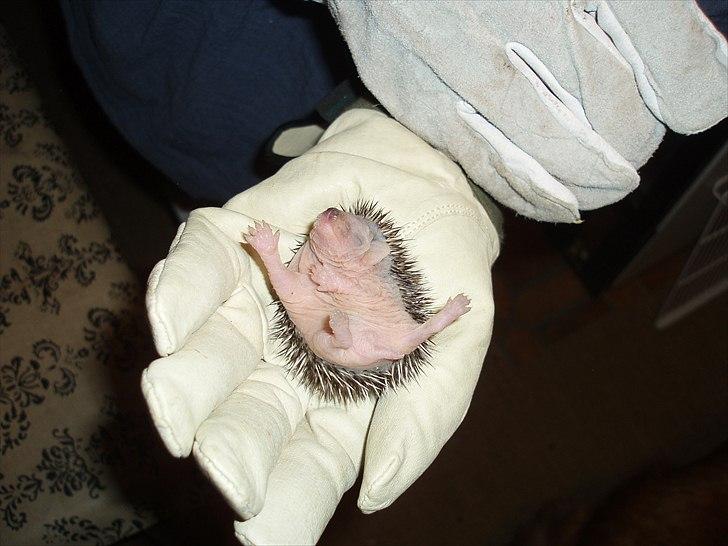 Egyptiske Langørede Pindsvin - Og hannen på ryggen:) billede 10