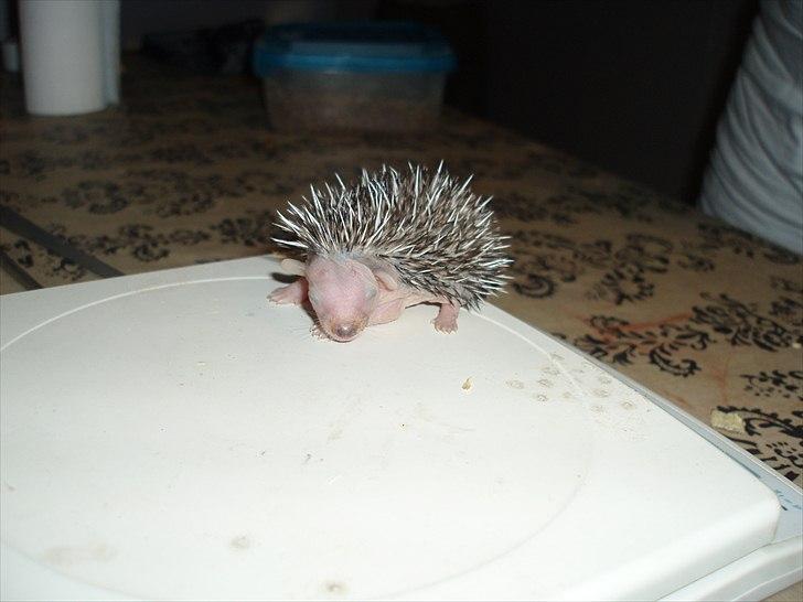 Egyptiske Langørede Pindsvin - En han på 59 g:) billede 11