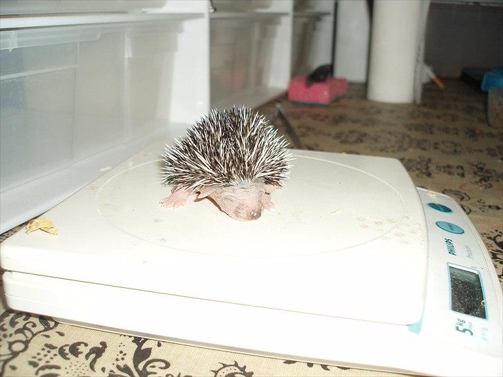 Egyptiske Langørede Pindsvin - En hun på 48 g:) billede 12