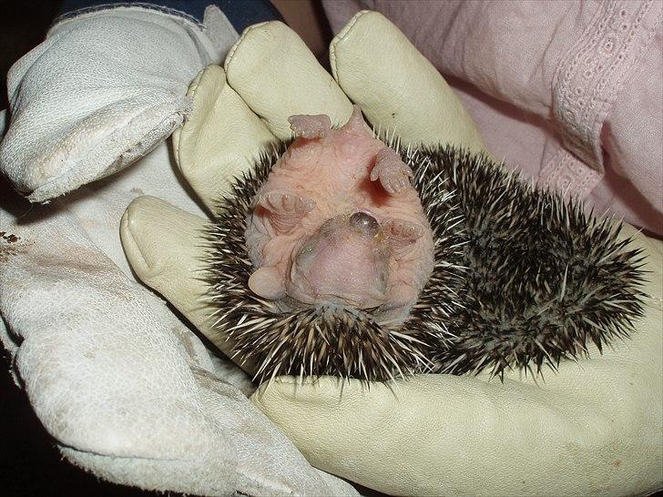 Egyptiske Langørede Pindsvin billede 13