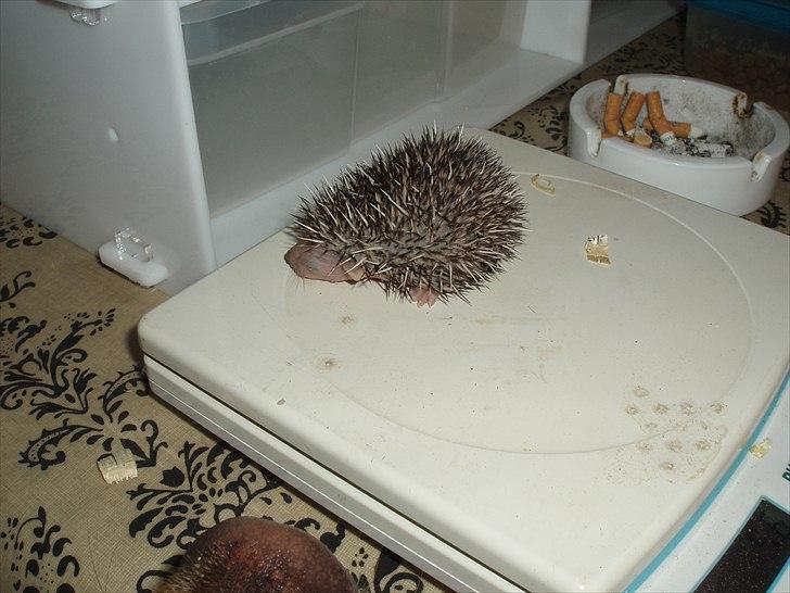 Egyptiske Langørede Pindsvin billede 14