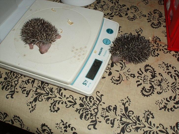 Egyptiske Langørede Pindsvin billede 15