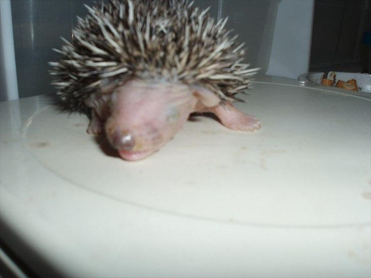 Egyptiske Langørede Pindsvin billede 16