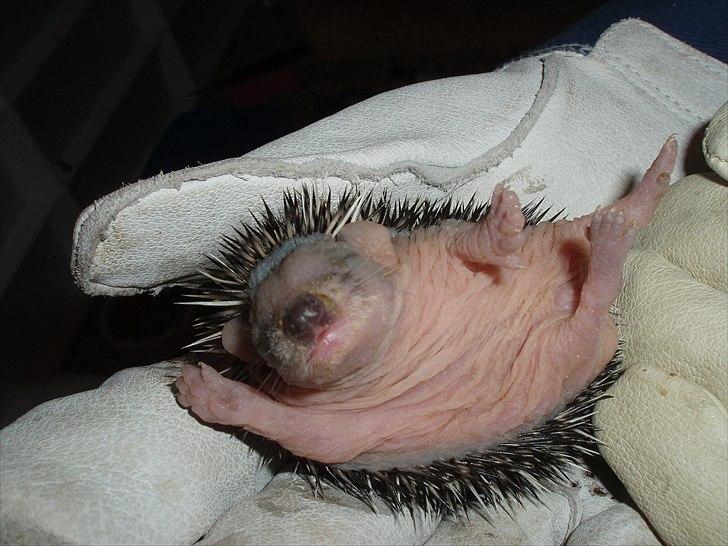 Egyptiske Langørede Pindsvin billede 17