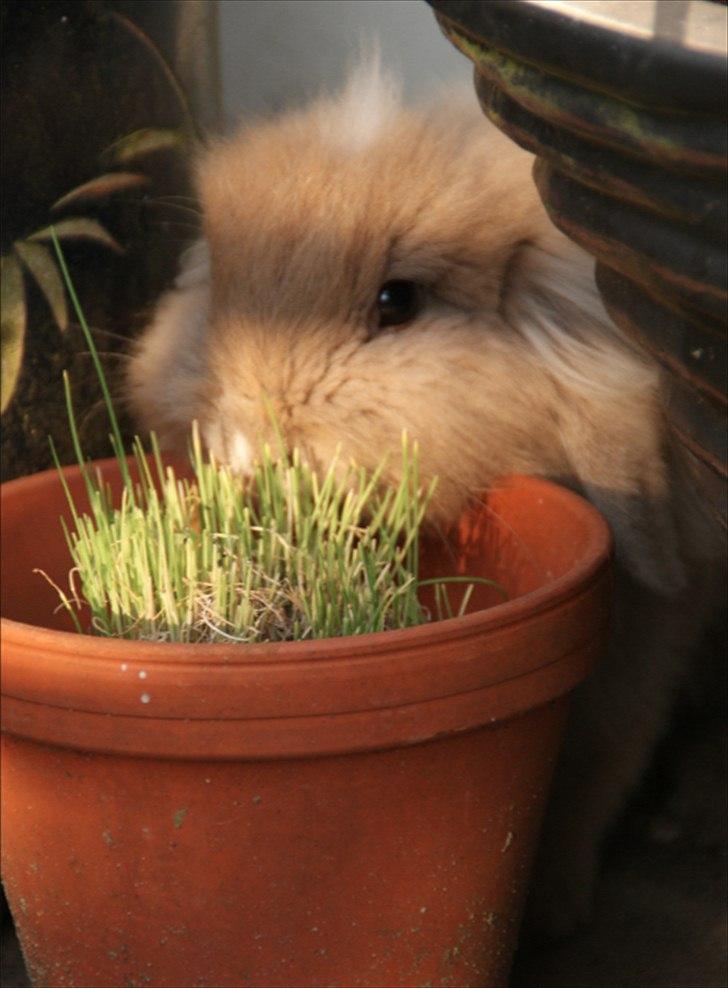 Fråde-albummet ;-) - Græs i krukke ;-) billede 3