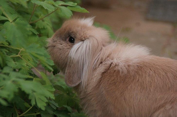 Fråde-albummet ;-) billede 4