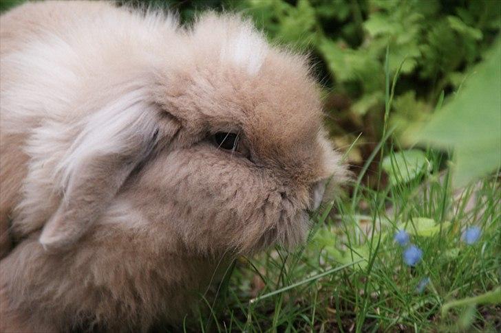 Fråde-albummet ;-) billede 5