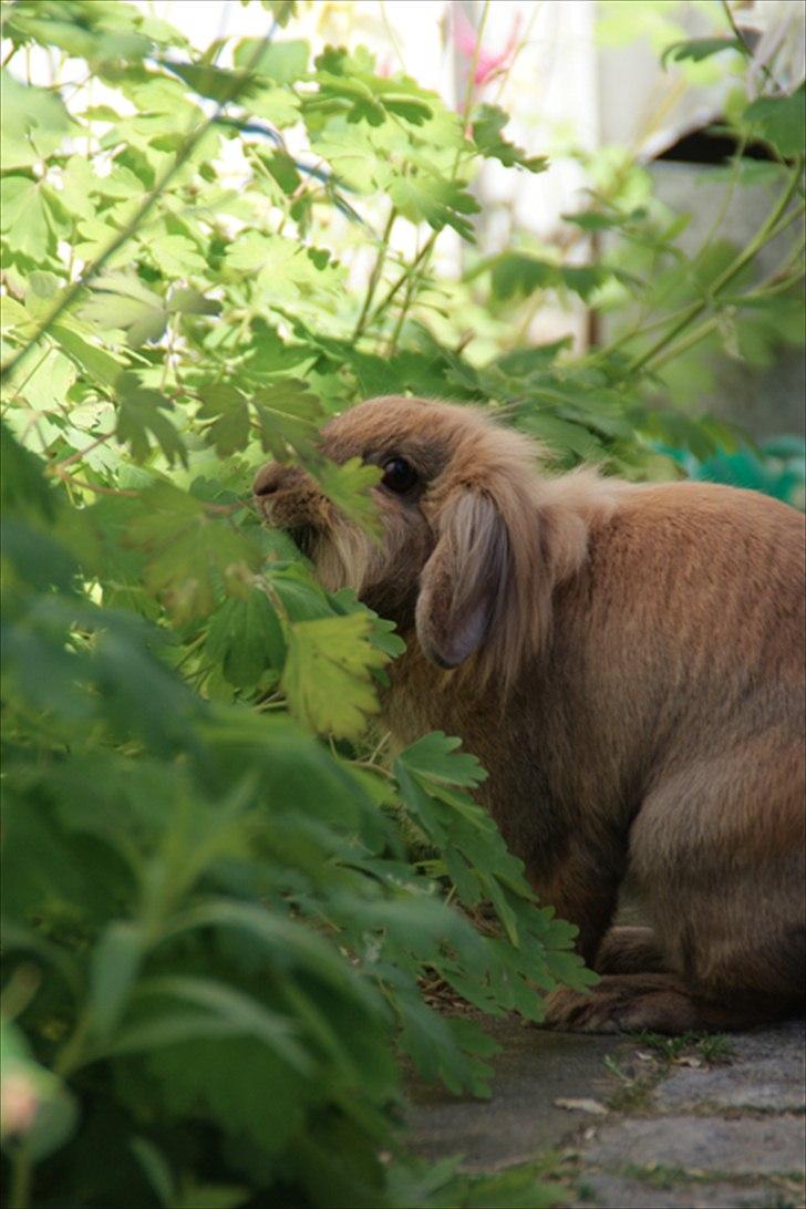 Fråde-albummet ;-) billede 6