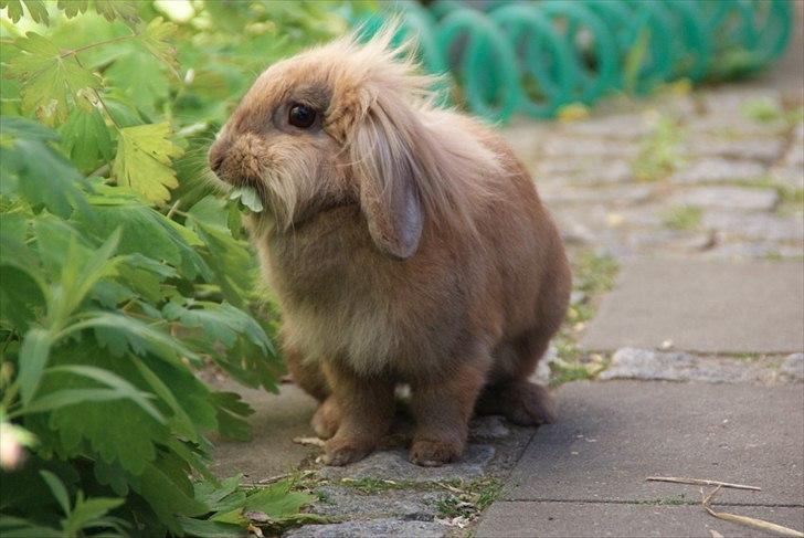 Fråde-albummet ;-) billede 7