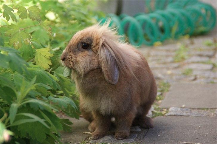 Fråde-albummet ;-) billede 8