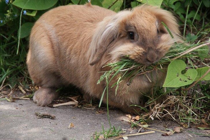 Fråde-albummet ;-) - Plukker græs ;-) billede 9