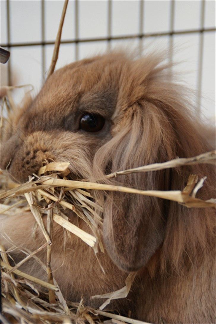Fråde-albummet ;-) - Tager lige en slapper med lidt halm billede 10