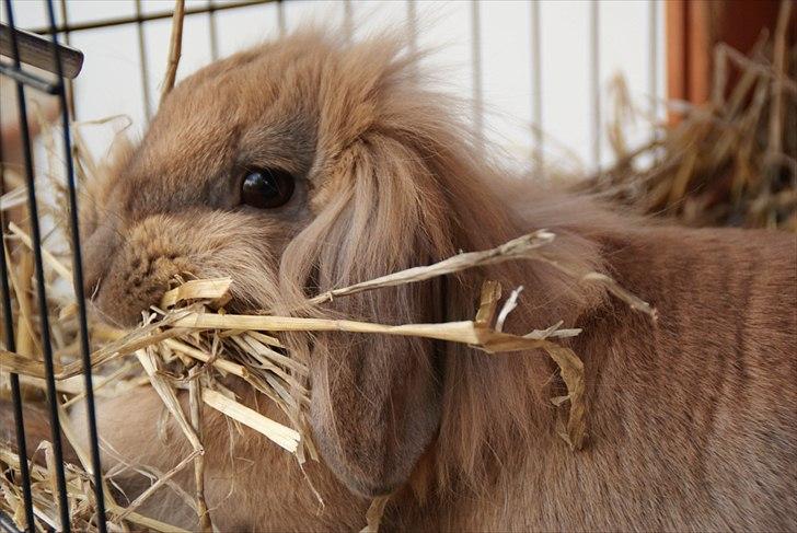 Fråde-albummet ;-) - Slapper af med mit halm billede 11