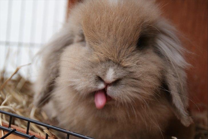 Fråde-albummet ;-) - Spiser jordbær, mums! billede 2