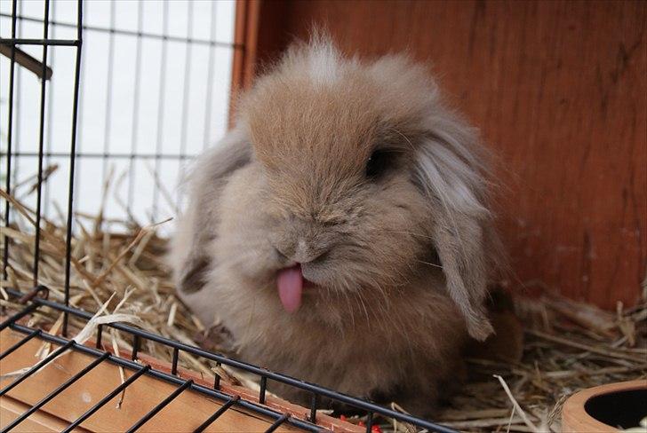 Fråde-albummet ;-) - Spiser jordbær billede 13