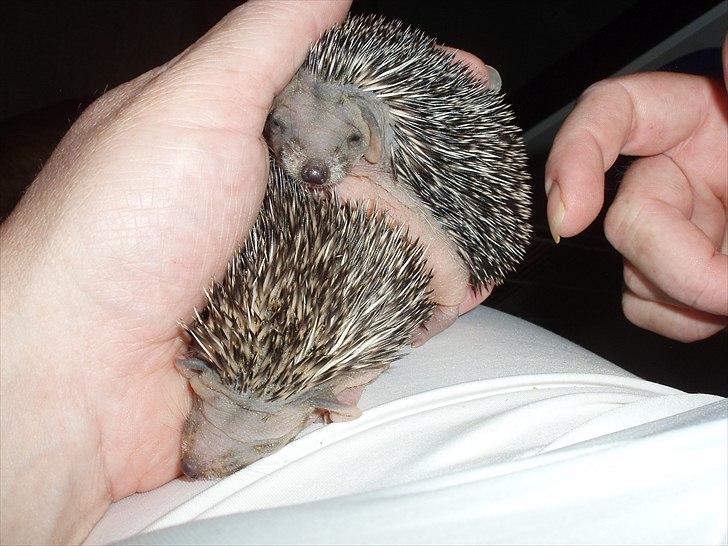 Egyptiske Langørede Pindsvin billede 18