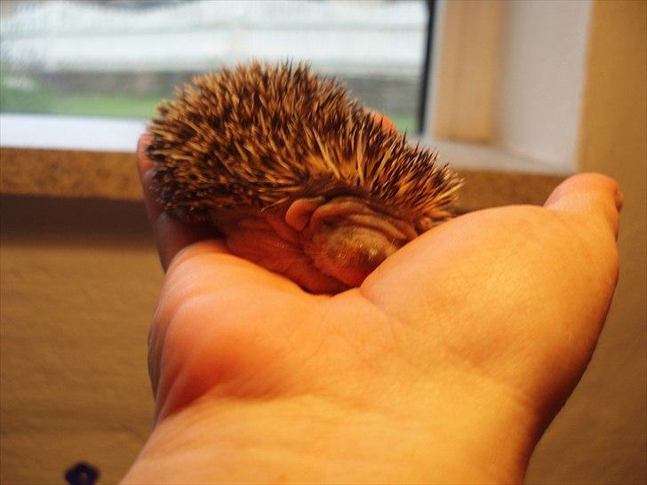 Egyptiske Langørede Pindsvin billede 19