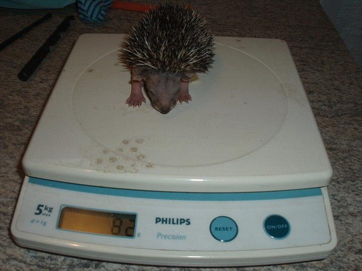 Egyptiske Langørede Pindsvin billede 20