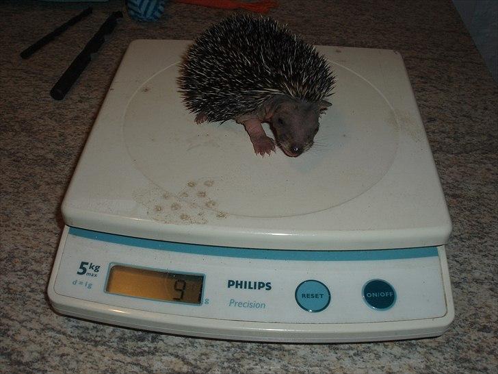 Egyptiske Langørede Pindsvin billede 21