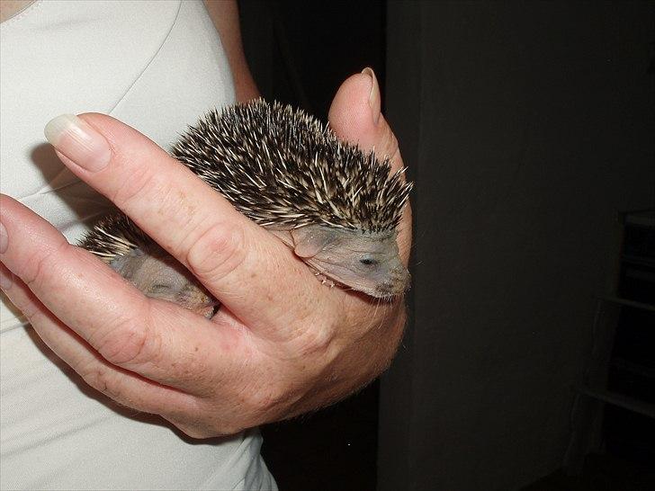 Egyptiske Langørede Pindsvin billede 22