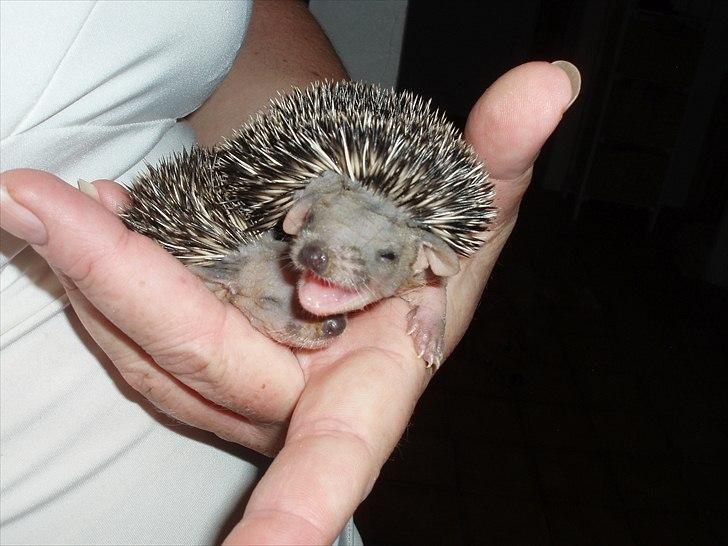 Egyptiske Langørede Pindsvin billede 23