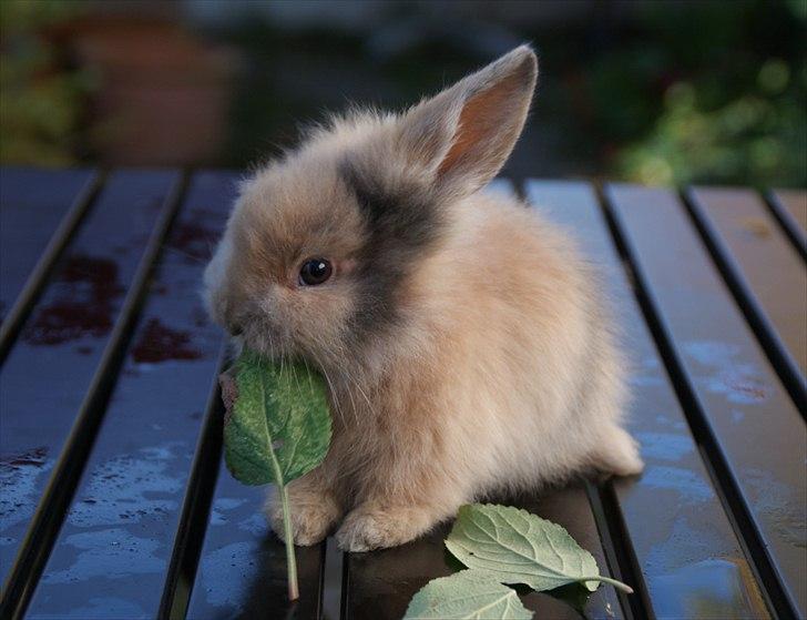 Fråde-albummet ;-) - Latte :-) billede 14