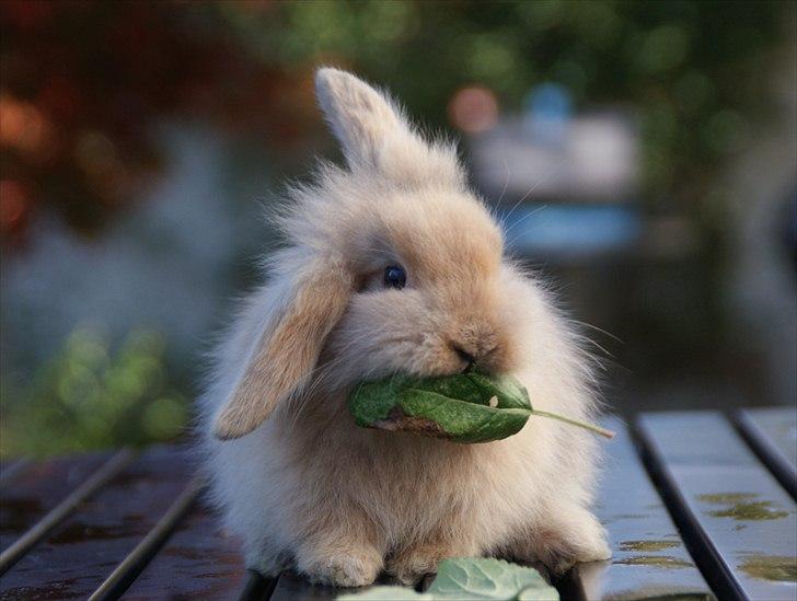 Fråde-albummet ;-) billede 1