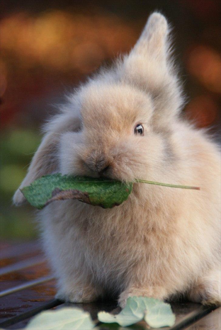 Fråde-albummet ;-) - Latte :-) billede 15