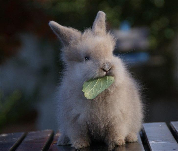 Fråde-albummet ;-) - Ea :-) billede 16