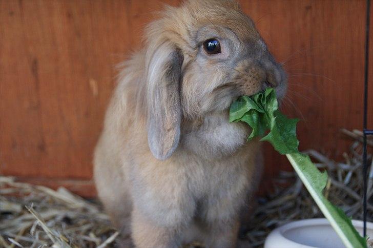 Fråde-albummet ;-) billede 18