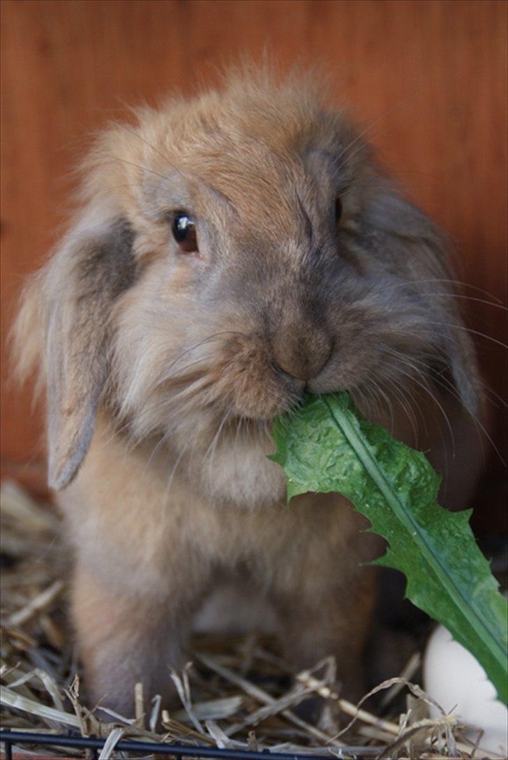 Fråde-albummet ;-) billede 19