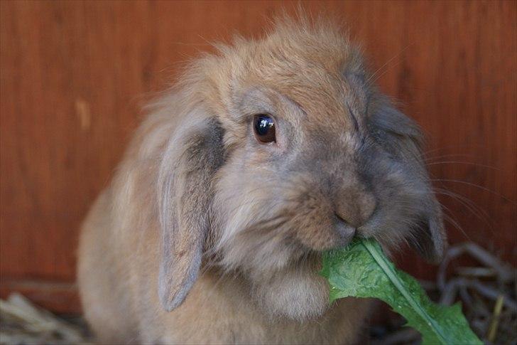 Fråde-albummet ;-) billede 20