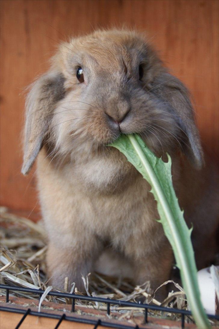 Fråde-albummet ;-) billede 21