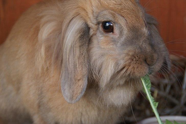 Fråde-albummet ;-) billede 22