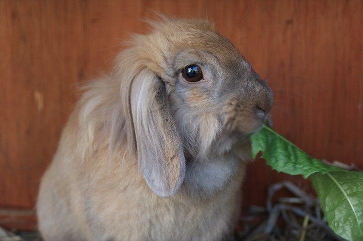 Fråde-albummet ;-) billede 23