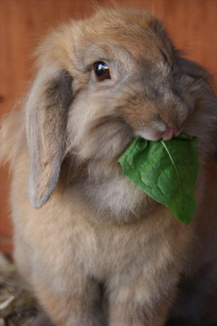 Fråde-albummet ;-) billede 24