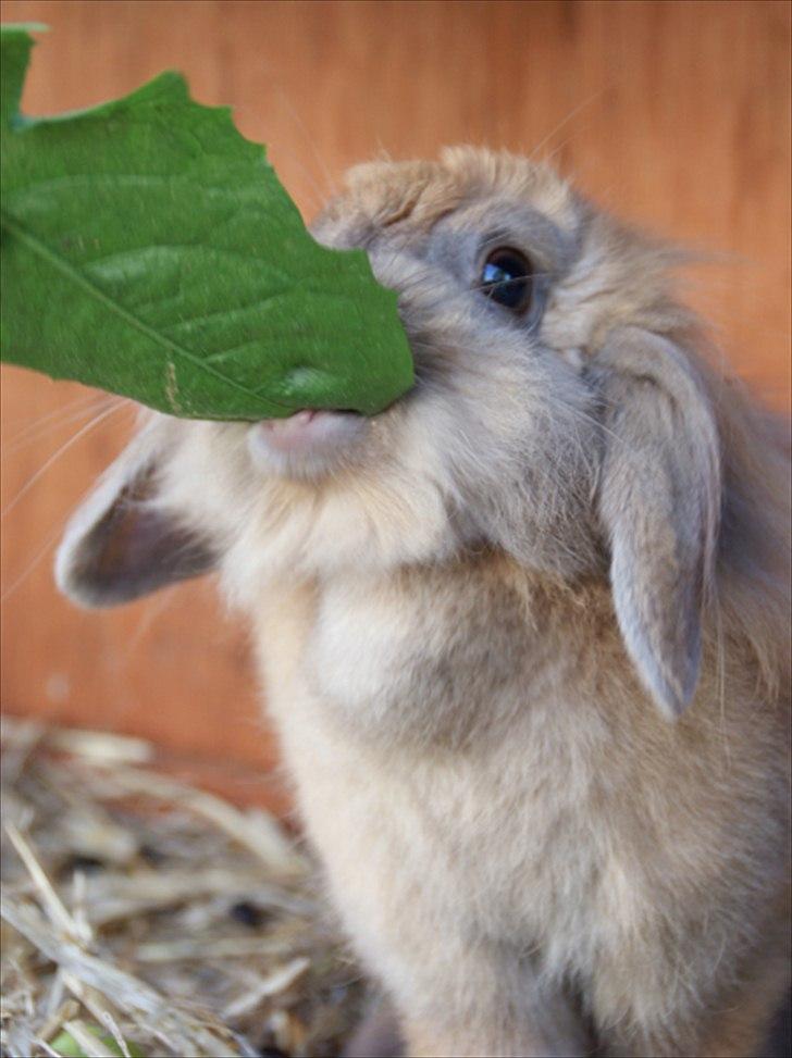 Fråde-albummet ;-) billede 25