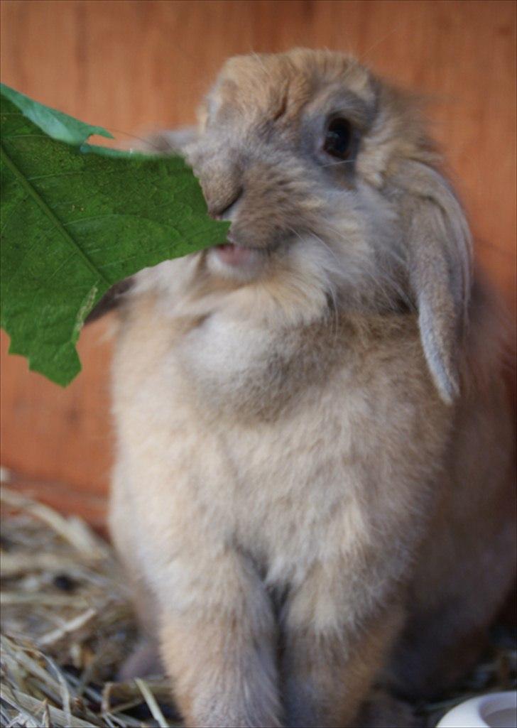 Fråde-albummet ;-) billede 26