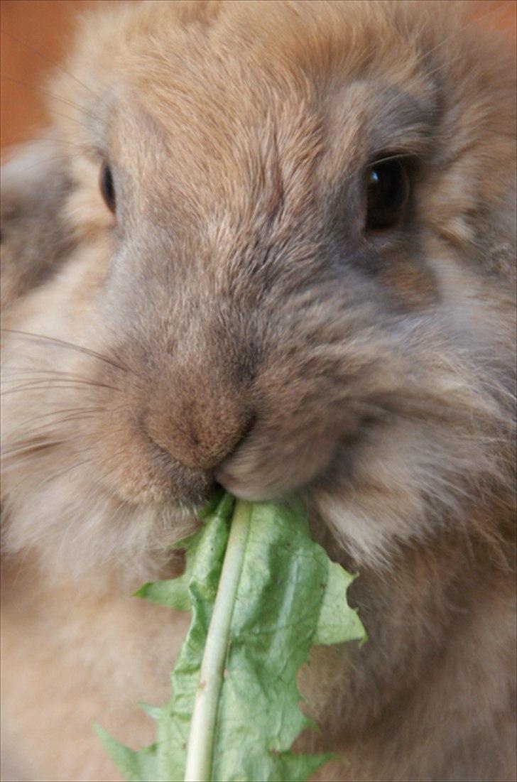 Fråde-albummet ;-) billede 27