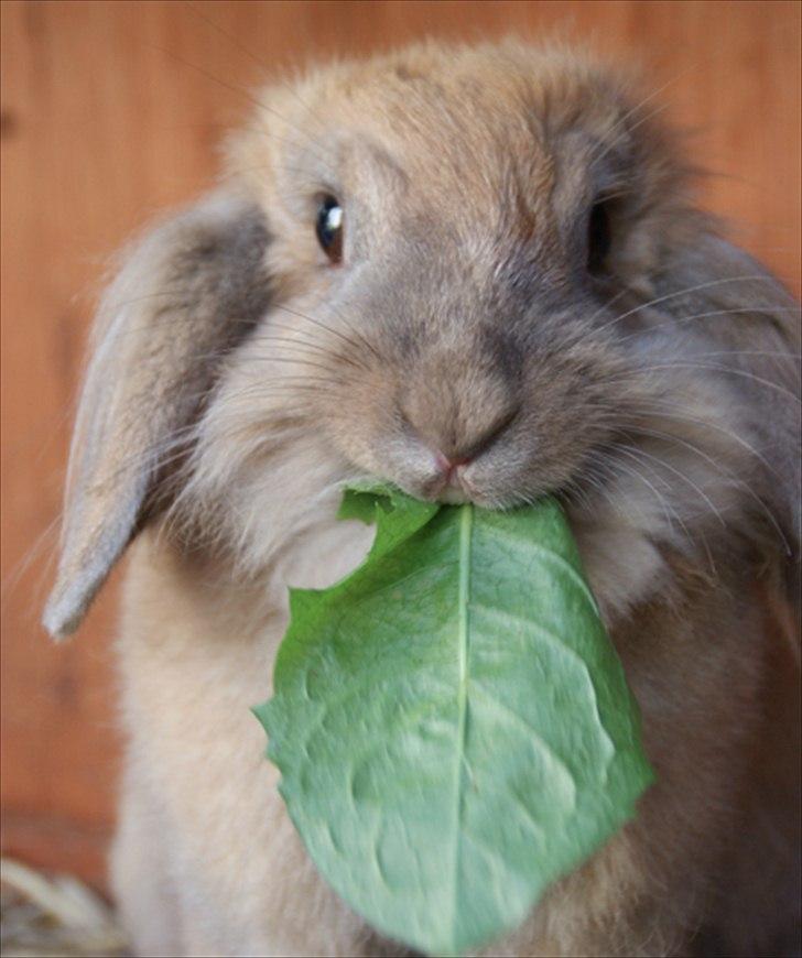 Fråde-albummet ;-) billede 28