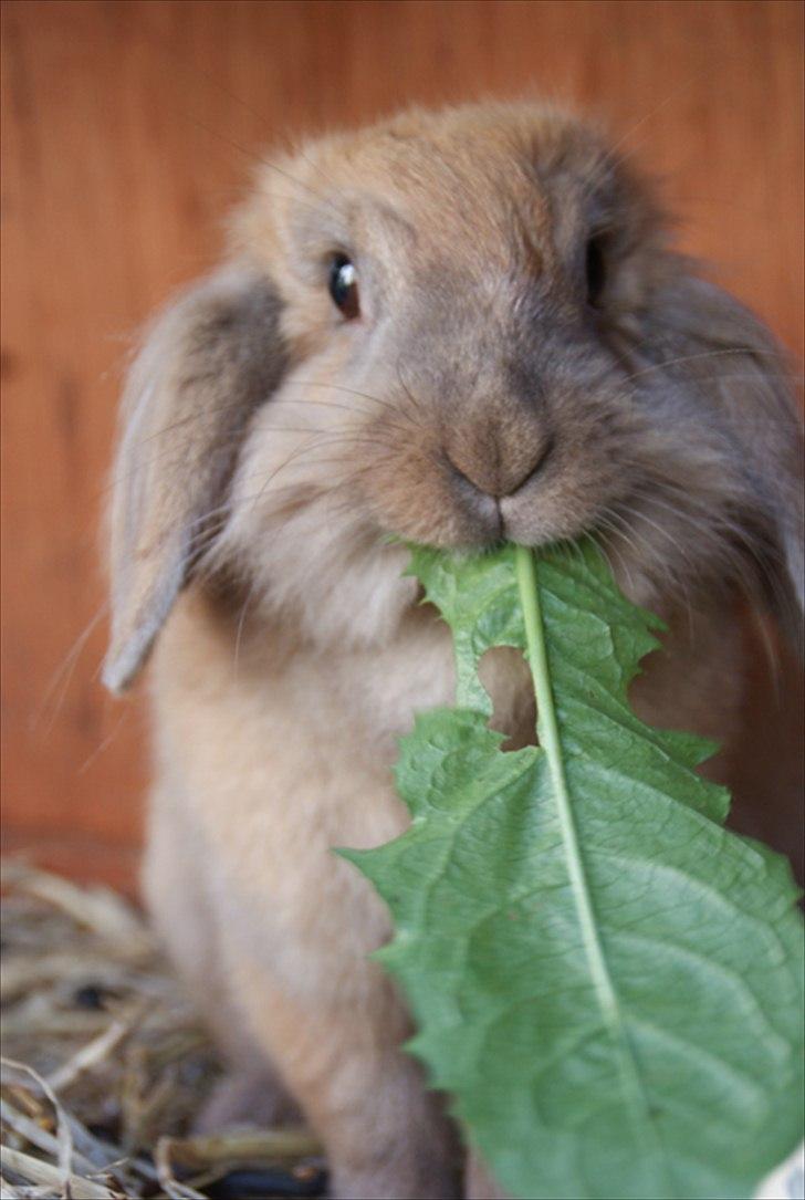 Fråde-albummet ;-) billede 29