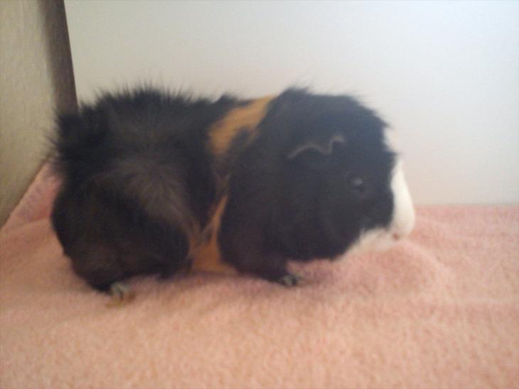 {{currentPhoto.altText}} billede {{currentPhoto.number}}