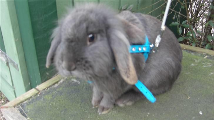 Spring billder April 2010 med ny sejle billede 1