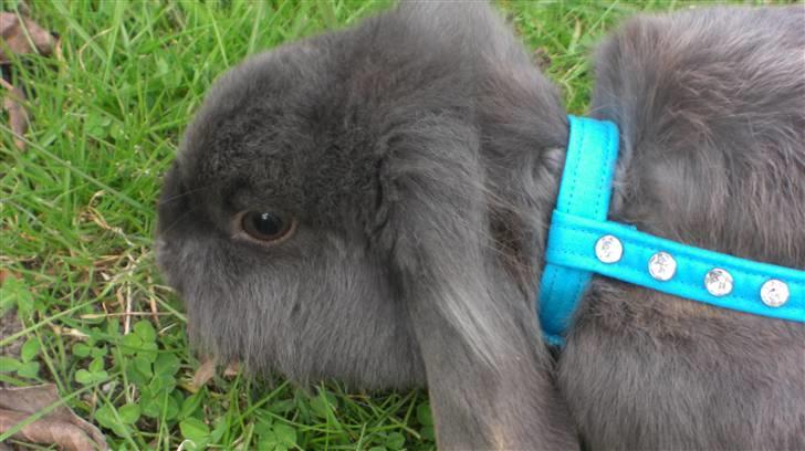 Spring billder April 2010 med ny sejle billede 2