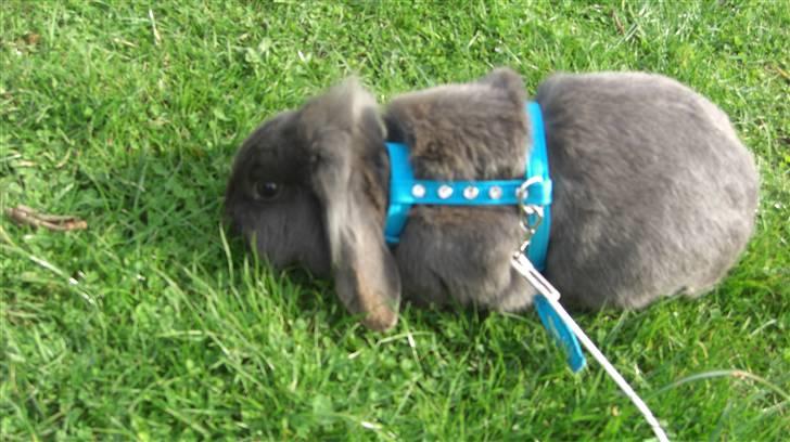 Spring billder April 2010 med ny sejle billede 3