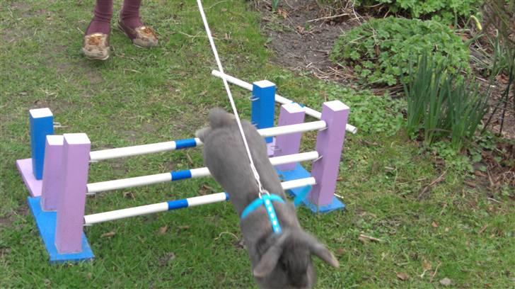 Spring billder April 2010 med ny sejle billede 4