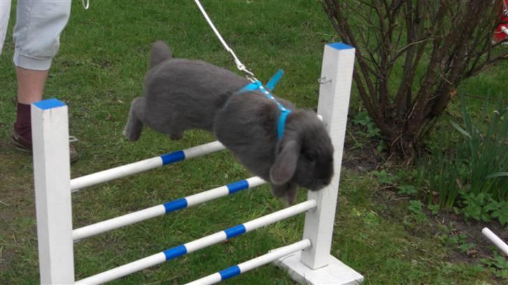 Spring billder April 2010 med ny sejle billede 5