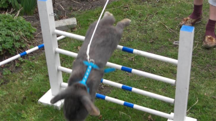 Spring billder April 2010 med ny sejle billede 6